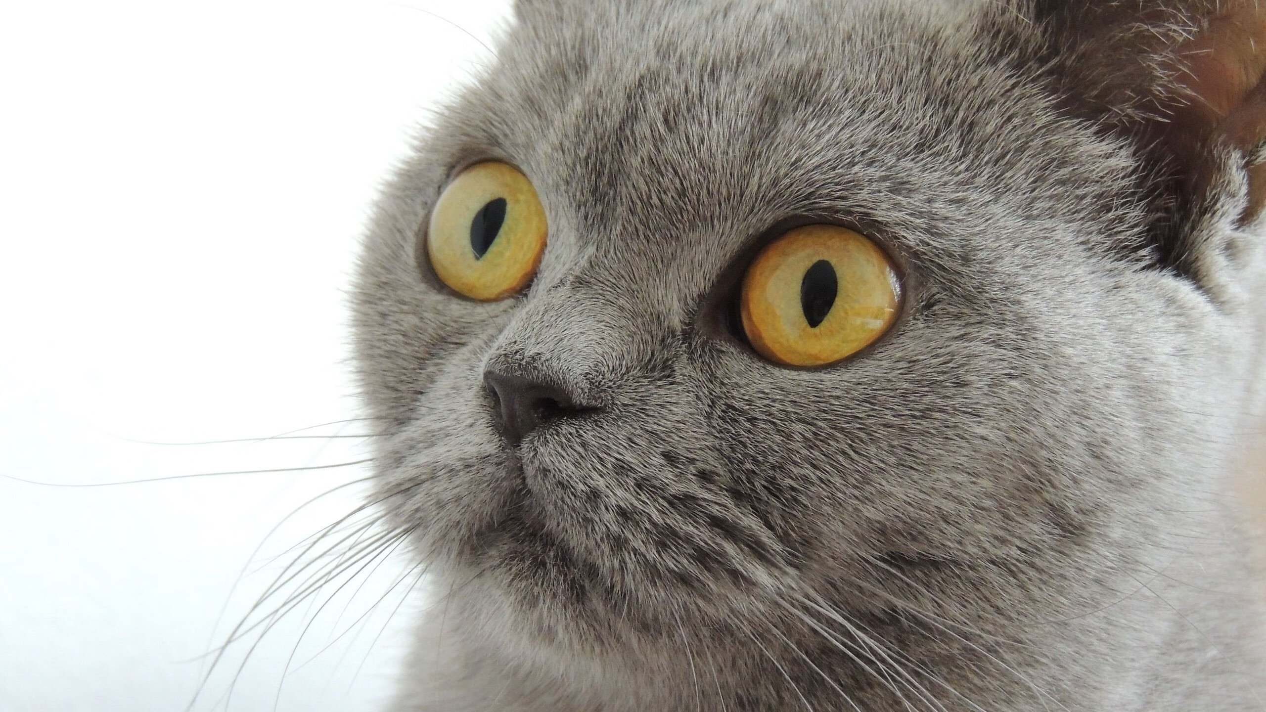 孤胆鏖战,佩雷兹如何以血肉之躯扛起红牛二队对抗迈凯伦机器?