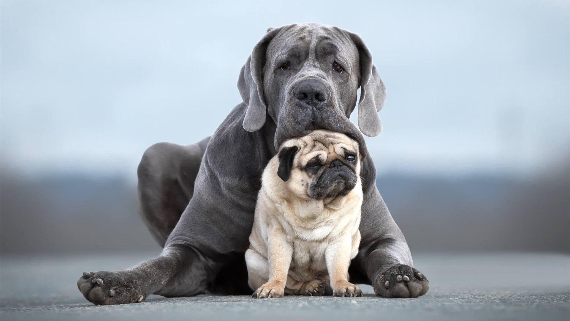 横扫战局,闪耀舞台,马来西亚队一役定乾坤,陈雨菲技惊四座