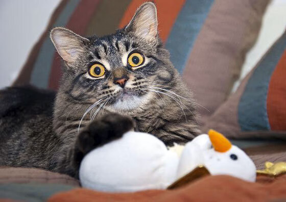 东狼西鲨,贝恩冷箭穿透上海队铁幕防线