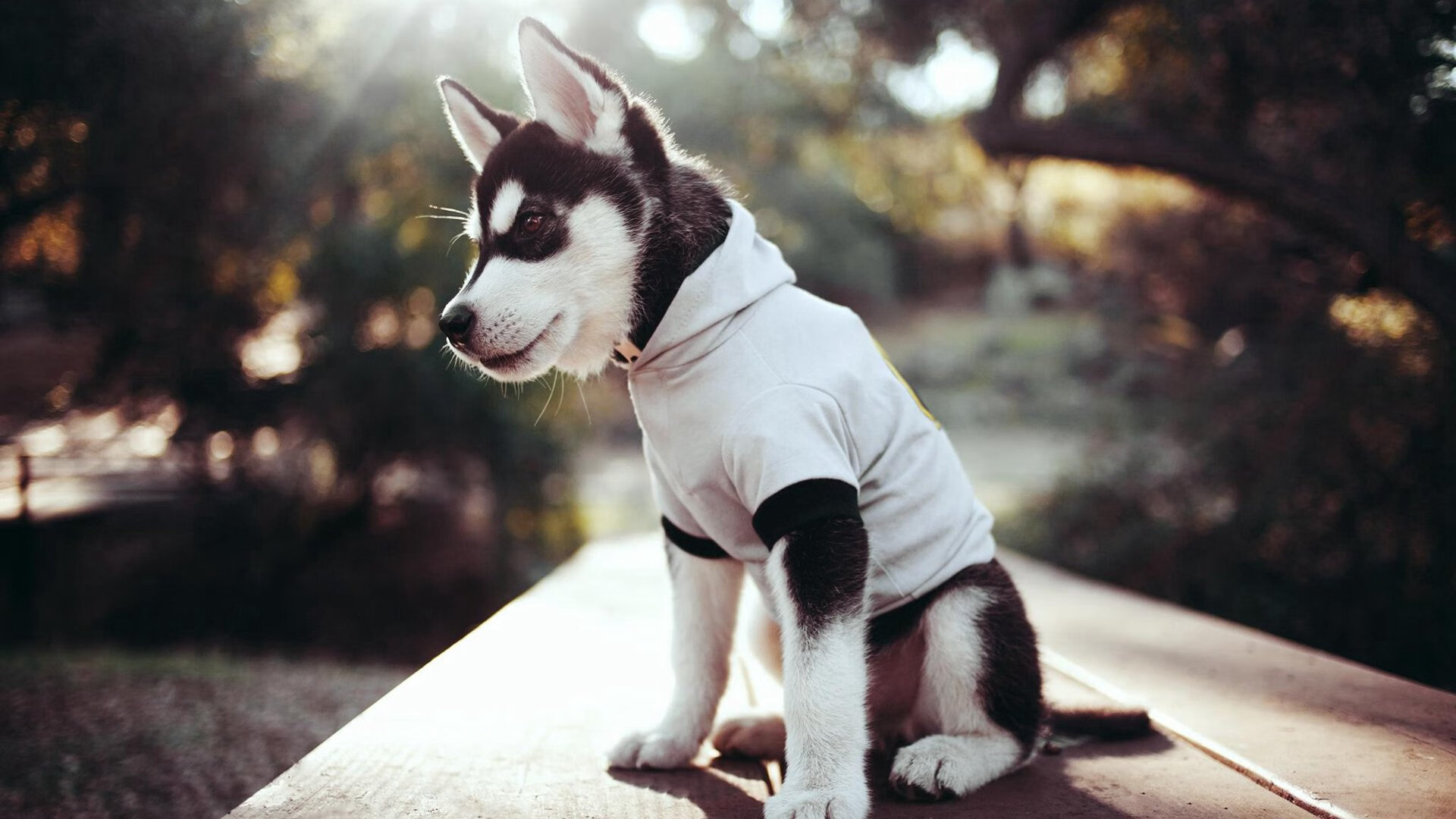 马克西之夜!开拓者赛季首胜背后的青春风暴