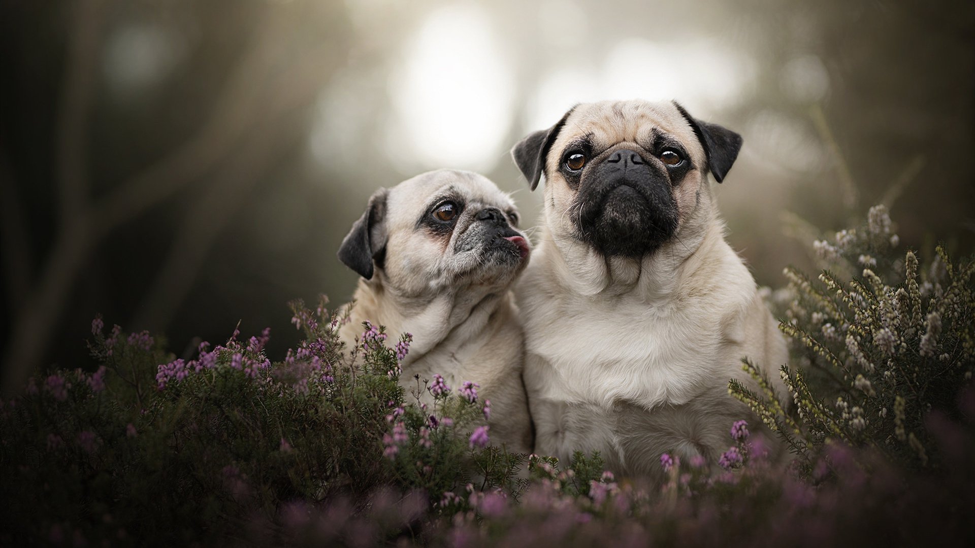 巨人觉醒!小贾伦关键制胜封喉一抛,骑士绝境闯关撕裂开拓者