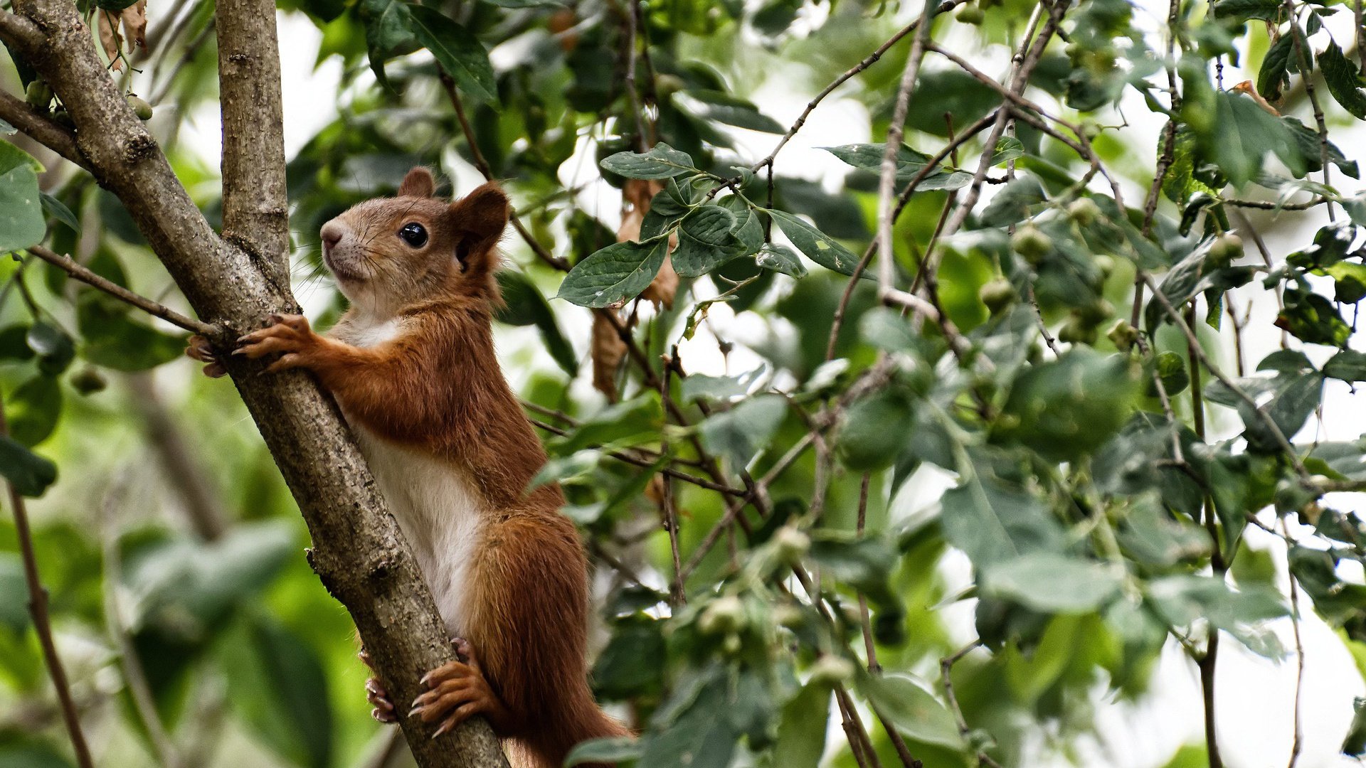 终结者与失意者,当安哥拉铁骑碾过塞内加尔的巨星幻梦