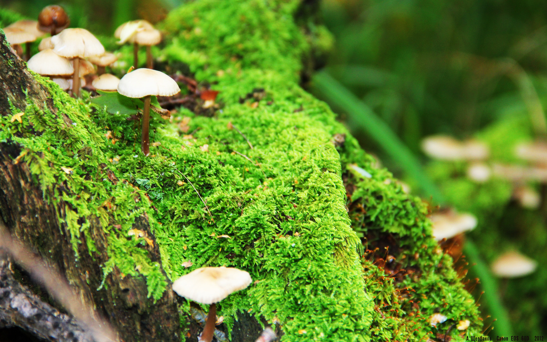 闪电突袭与烈焰奔涌，现代足球的节奏革命