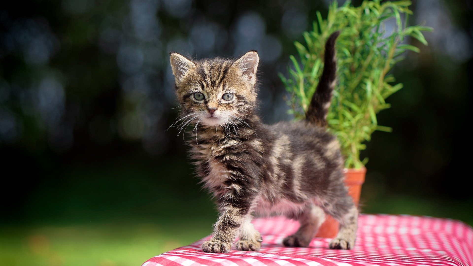 新疆戈壁上的篮网,当钢铁防线遇见荒漠风暴,布克的完美计时