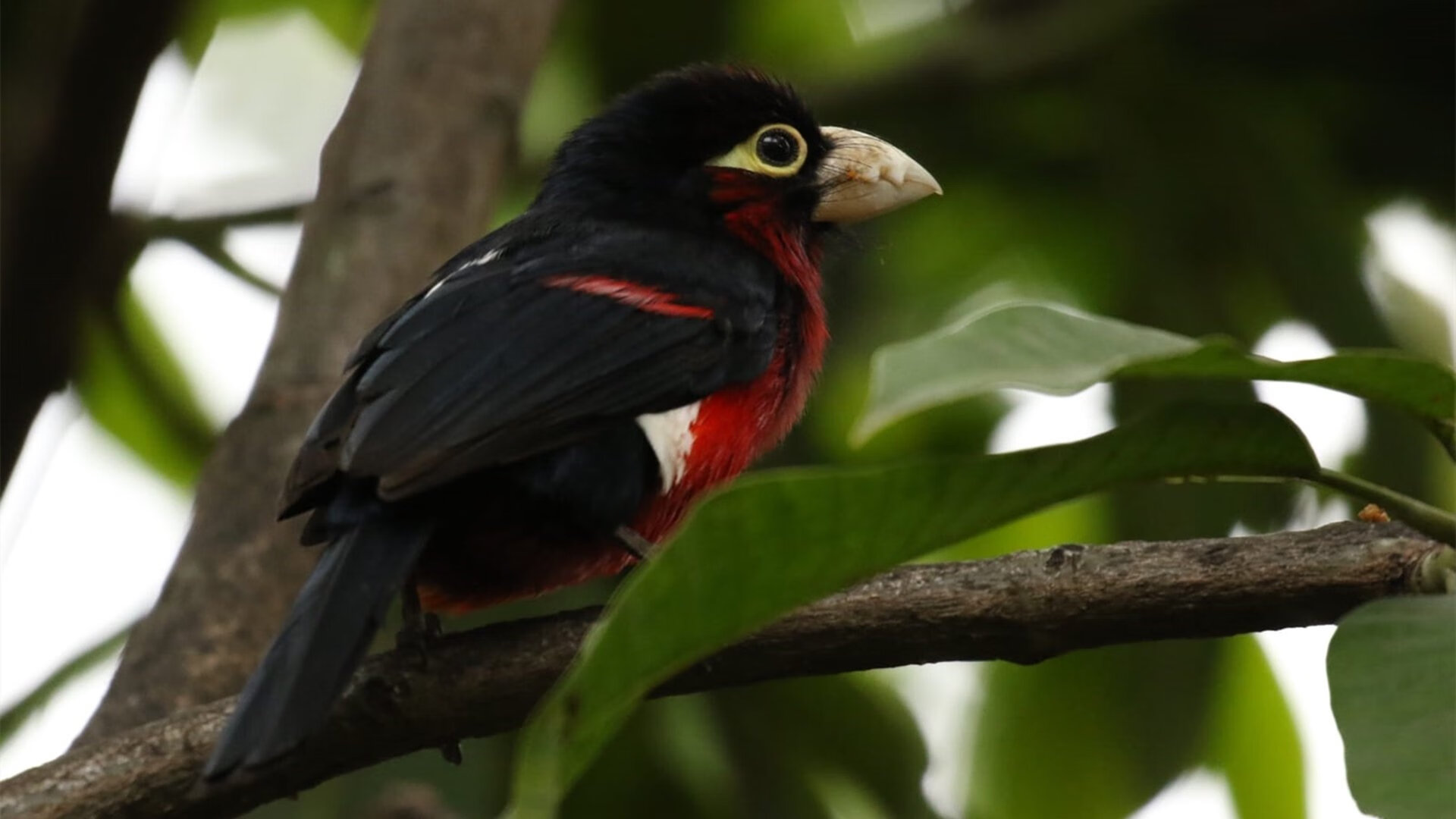 改写命运的唯一一夜,哈登在抢七的硝烟中完成自我定义