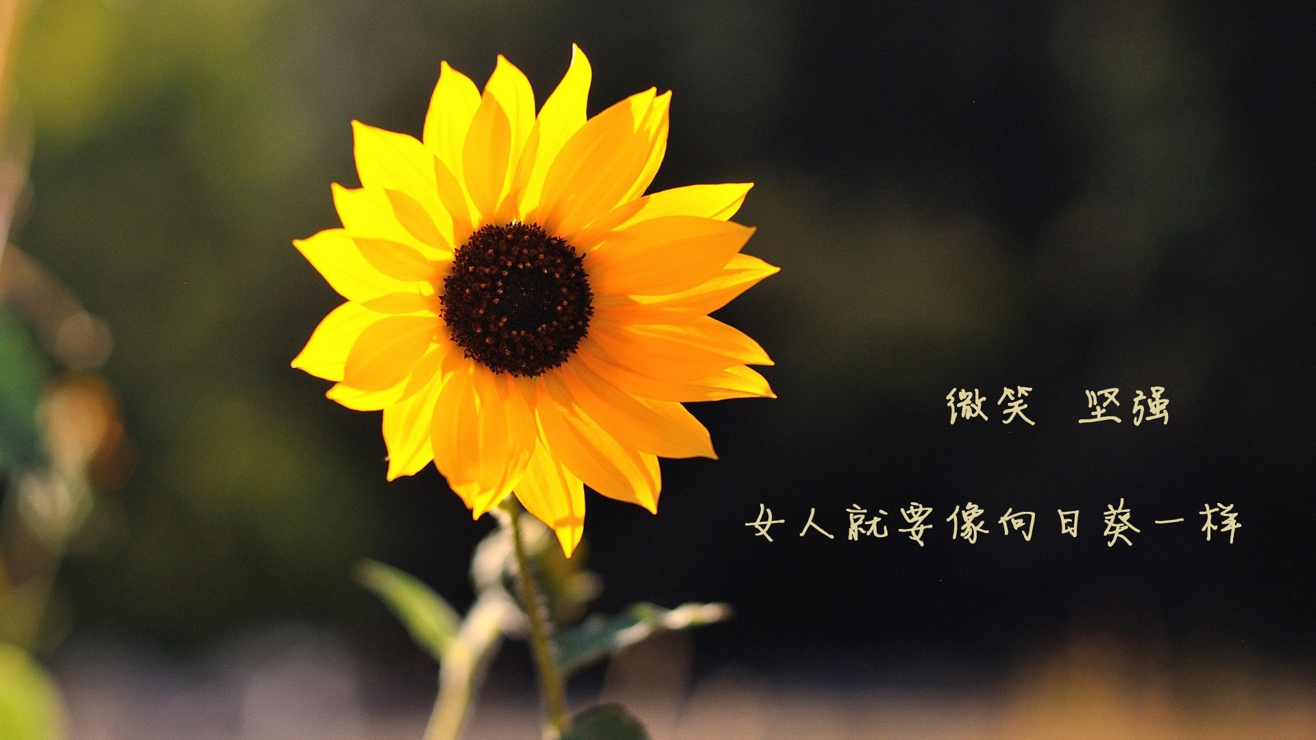 锡安之夜!上海男篮绝地反击,终结广东王朝心理壁垒