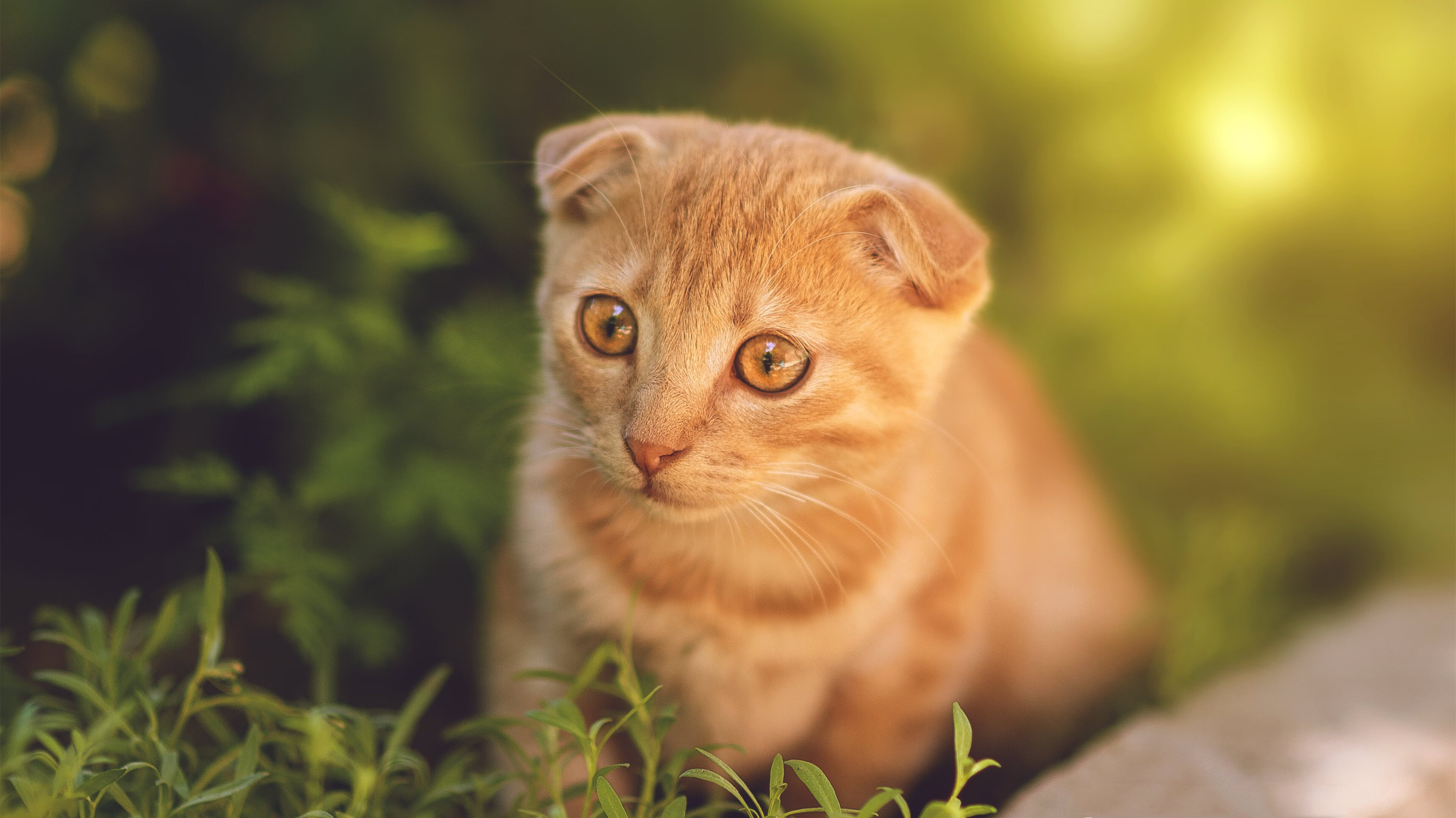 密尔沃基寒夜,米切尔燃起决胜火焰