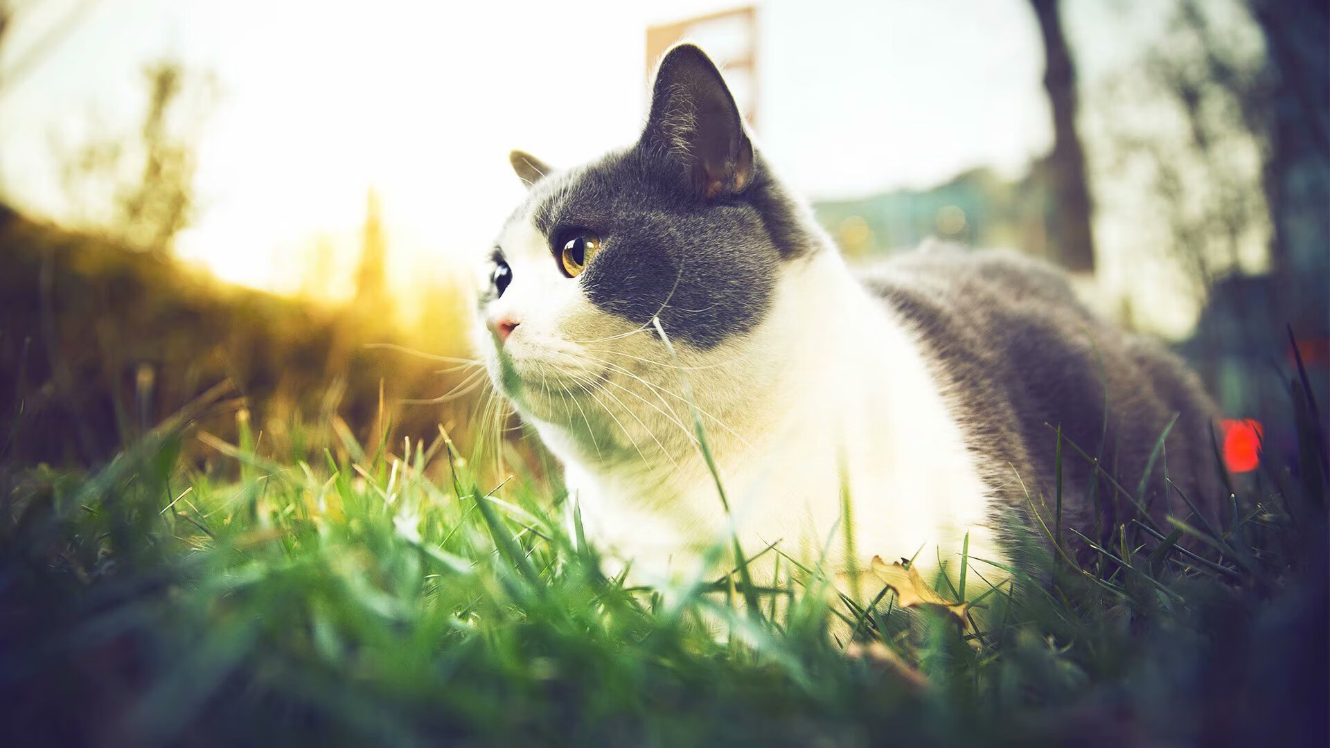 爵士夜袭布鲁克林,西亚卡姆41分背后,是谁在暗自饮恨?