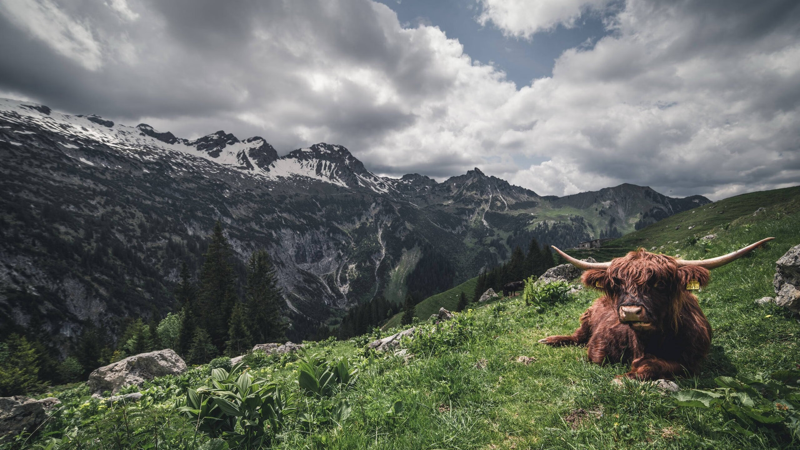 跨越太平洋的绝杀,当杜兰特在灰熊与辽宁的传奇夜晚成为关键先生