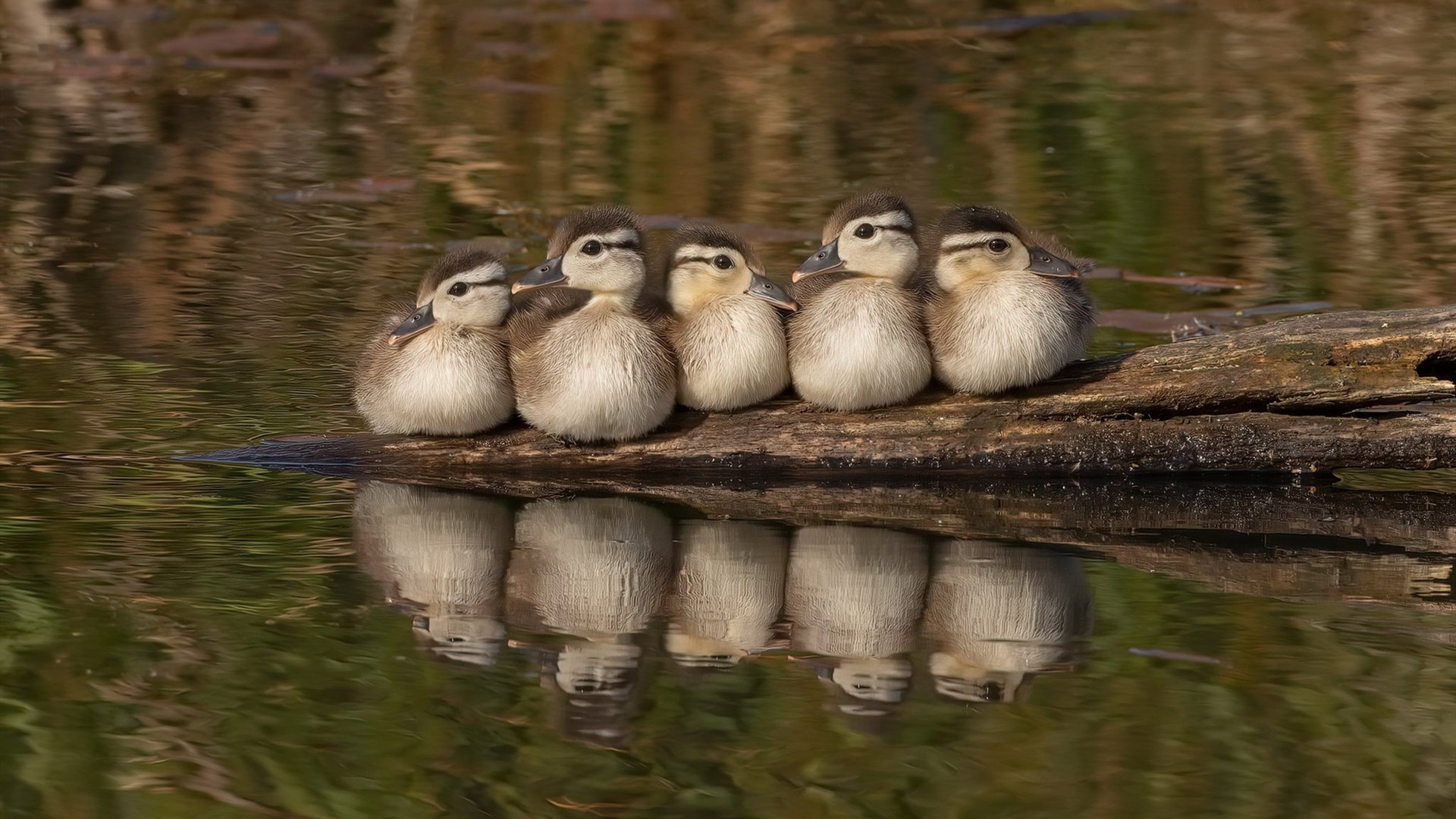 北欧神话 vs 雷鬼节奏,当门迪在绝境中唤醒芬兰意志