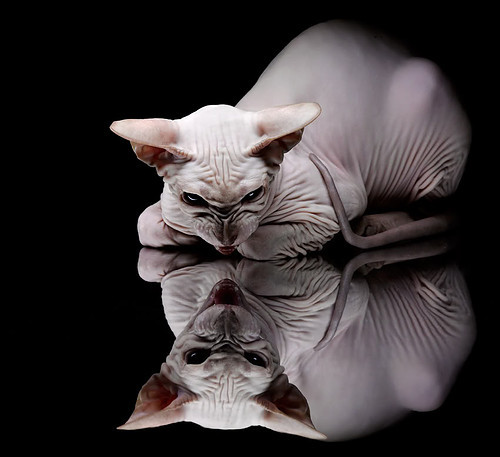 锋线磐石!英格拉姆稳定输出不掉线,黄蜂主场力擒灰熊展韧性