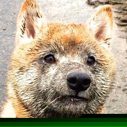 绝境末节改写历史,中国男篮的奇迹之夜与马丁内利的关键时刻