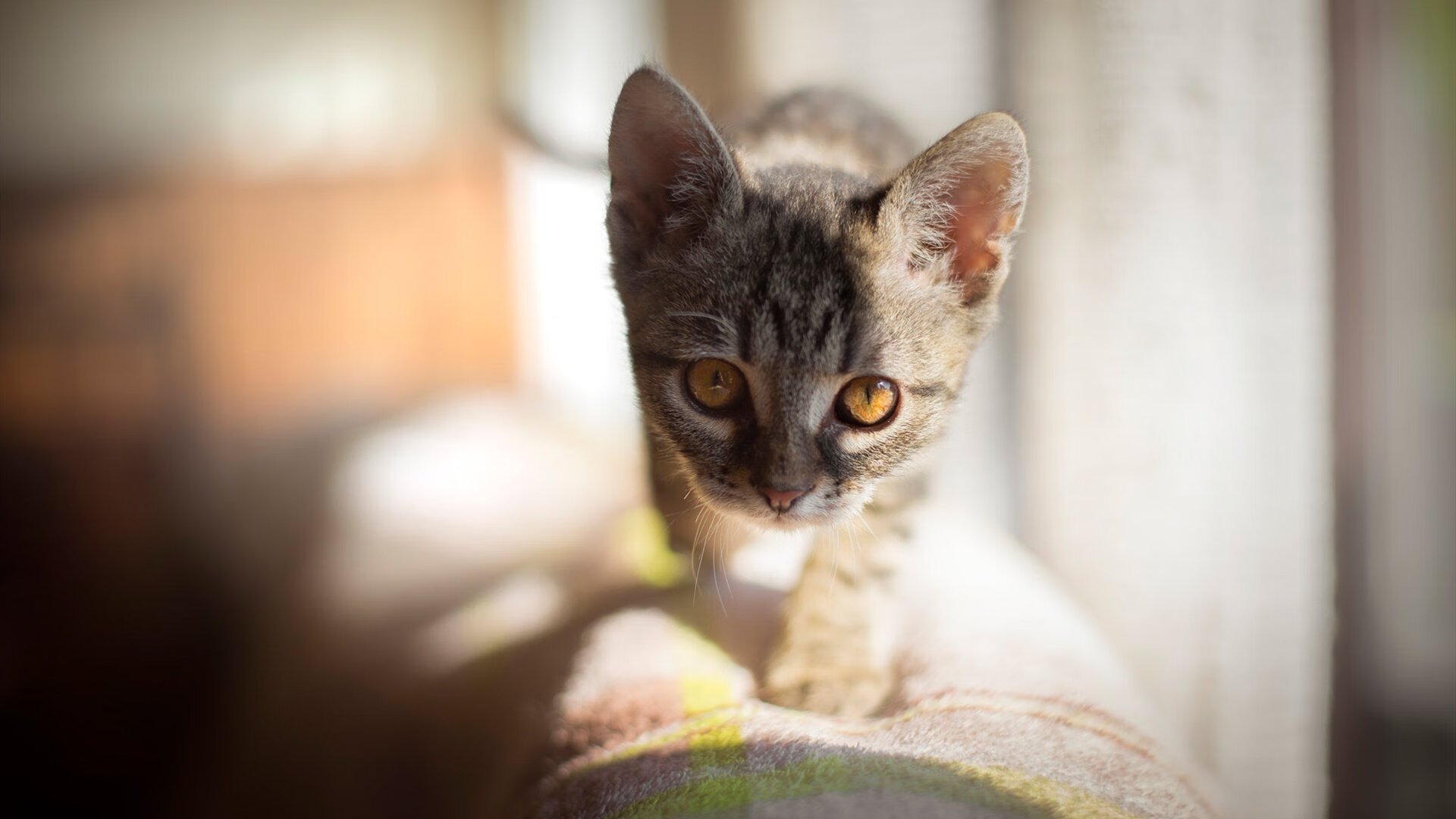 当东北虎咬碎航母,东契奇化身吉林外援导演逆转奇迹