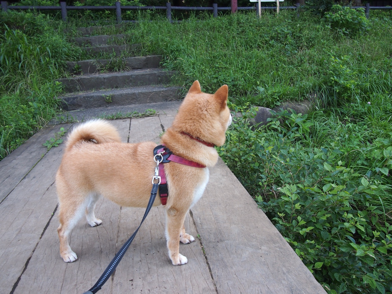 当篮球遇见神话,中国淘汰希腊,德里赫特存在感拉满