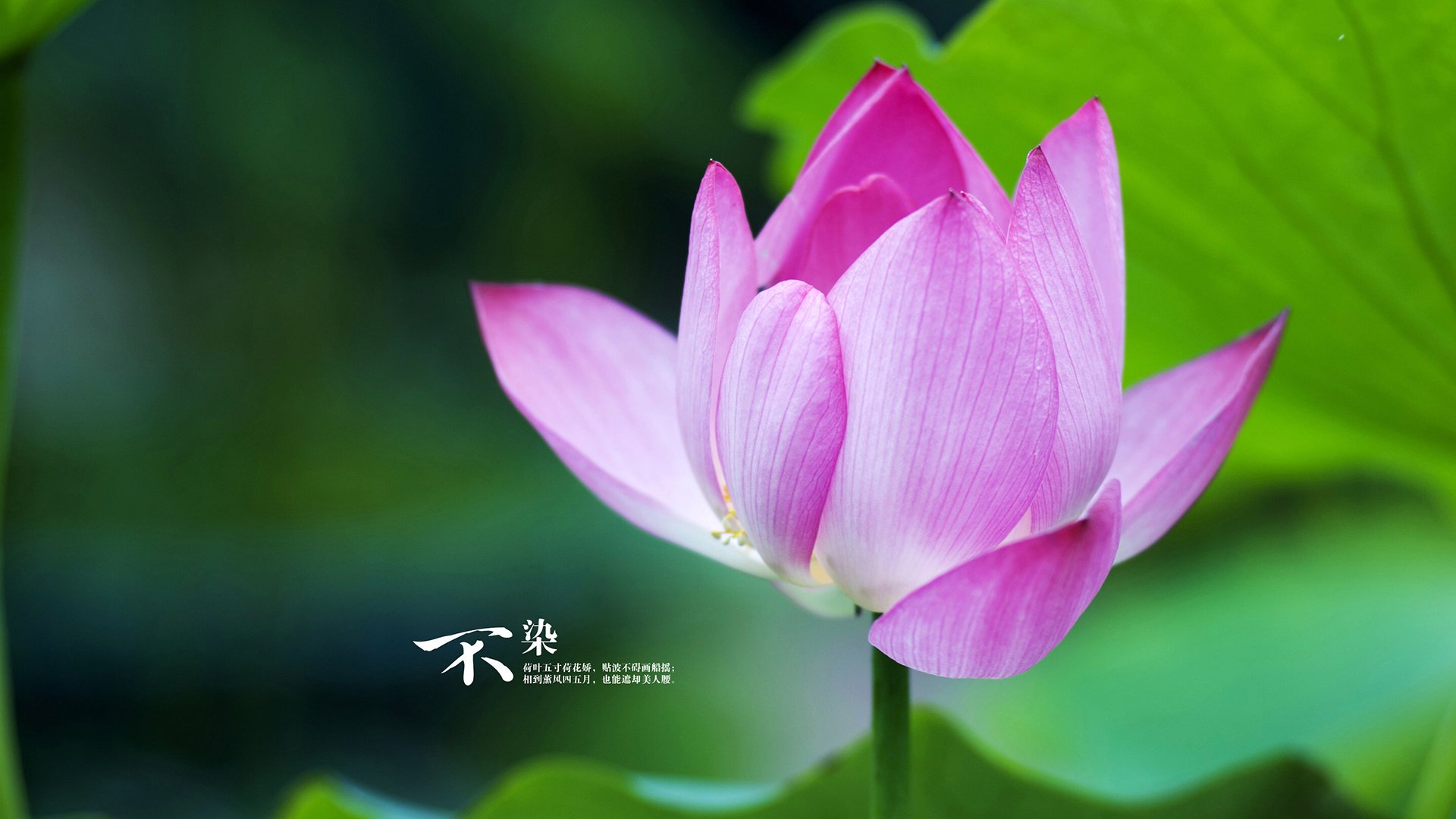 蓝白独舞,库尔图瓦封神之夜,波兰在B组绞杀战中碾碎喀麦隆的野望